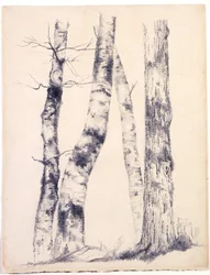 Studie av fyra trädstammar tre björkar, 1855 (grafit med vitt utskrapa på beige papper)
